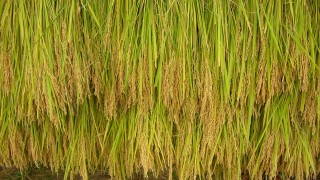 稲刈りはじまる