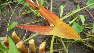 オモダカの紅葉