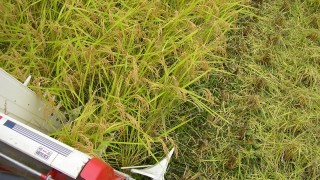 コンバイン始動