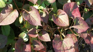 新潟県中越大震災から５年