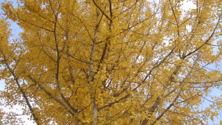 季節のせめぎ合い