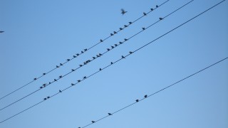 スズメのミーティング