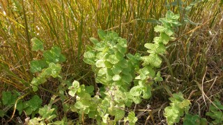 元気なアップルミント