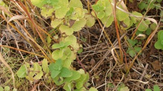 アップルミントも冬バージョン