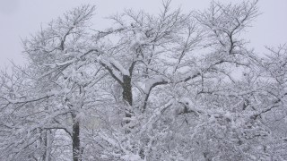 新春企画終了のお知らせ