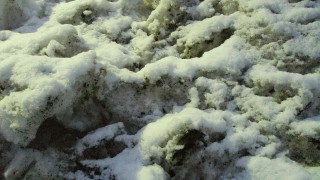 春への足取り?　なごり雪