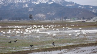春への足取り?　田んぼの中は食料宝庫