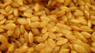 コラム　よく炊けたご飯