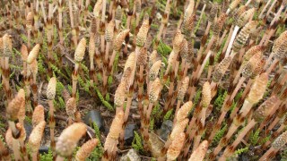 つくしのはやし