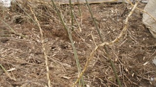 地上の竹、地下の竹