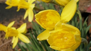 春の花「スイセン」