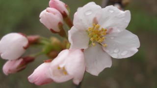 桜満開までもう少し