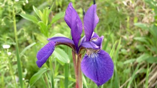 季節の花