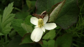 ドクダミも花盛り