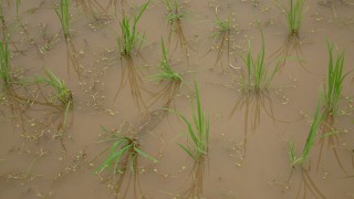 つづく除草つづく