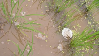 シャンプー除草