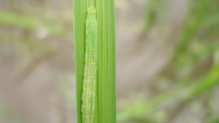 梅雨明け