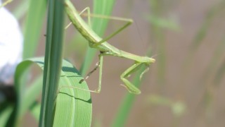 狩人地上部隊（その１）