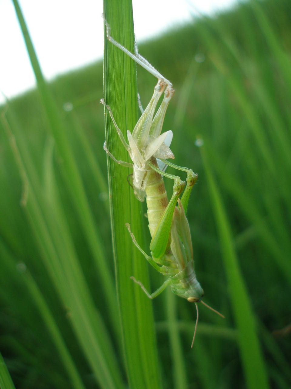 タイワンタガメが水面を漂う