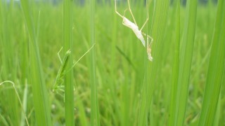 スクープ　カマキリの脱皮