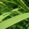 イネの葉