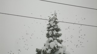 雪ざんまい