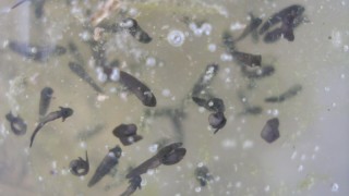おたまじゃくし次々誕生