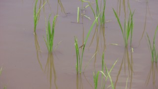 もうすぐトンボの季節