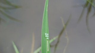 ジャノメチョウ（つづき）