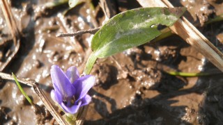 コナギの花