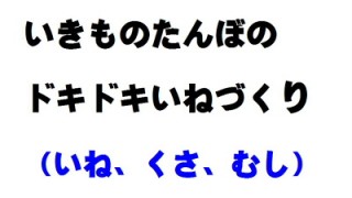 かわいいお礼