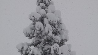 容赦ない雪