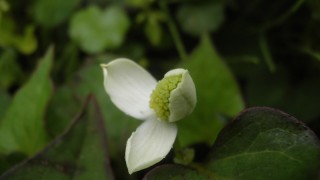 ドクダミの開花始まる