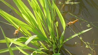 がんばれトンボ、たくましく