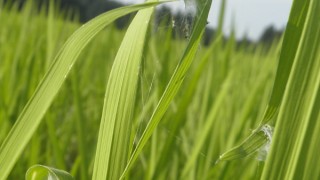 田んぼの狩人