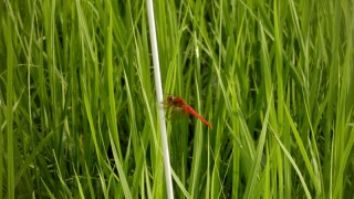 気持ちは「おかえり」