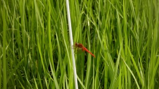 気持ちは「おかえり」