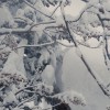 雪下ろし１回目