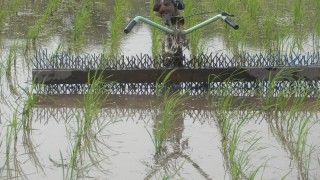 引き続き「除草」