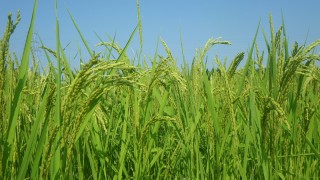 長梅雨の影響？