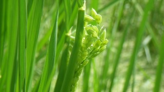 魚沼豊穣・完売のお礼