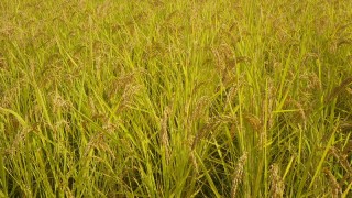 今年も、この色合い