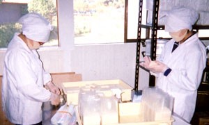 杵つきもちづくり