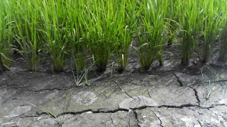 最近の田んぼの様子　from中条農産