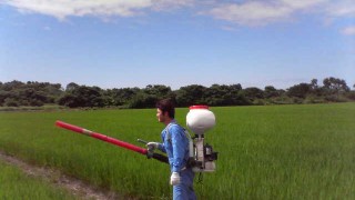 最近の田んぼの様子　from中条農産