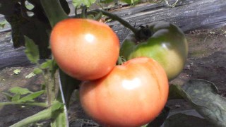 真っ赤なトマト