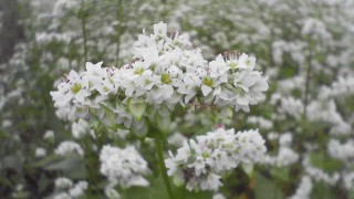 蕎麦の花