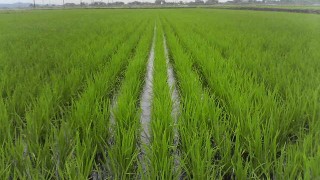 最近の田んぼの様子　from中条農産