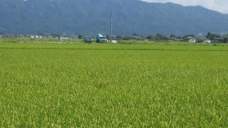 収穫の季節になりました