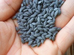 最近の田んぼの様子　from中条農産